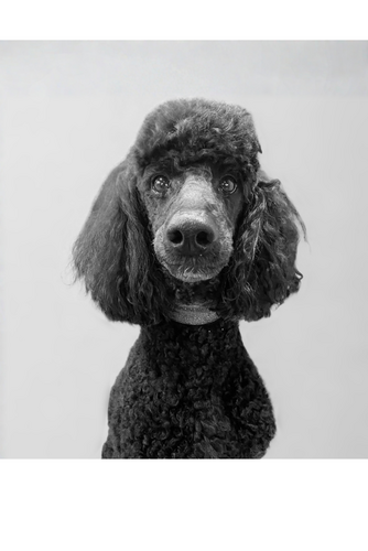 LUNA BOTTA